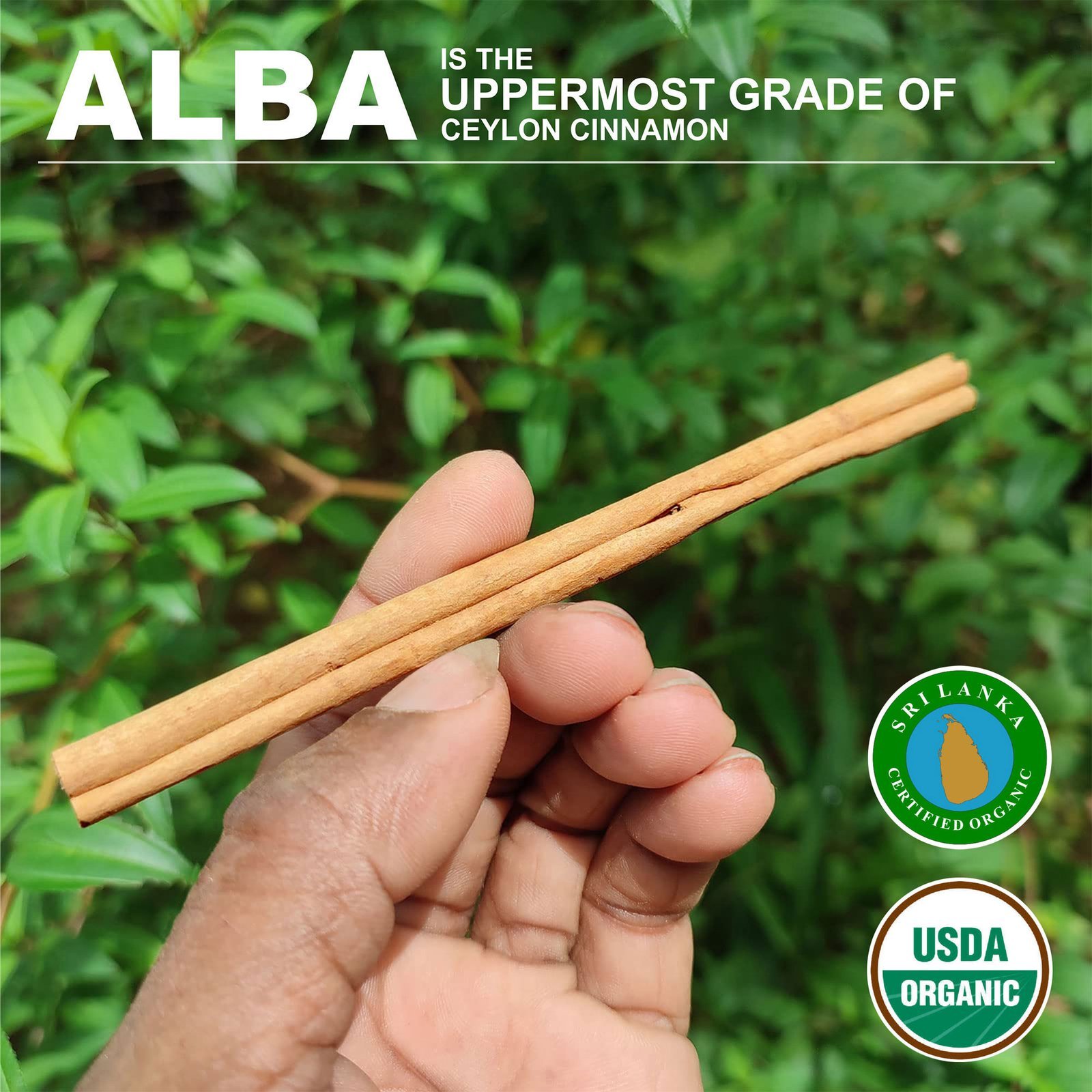 Certified Organic Ceylon Alba Cinnamon Sticks - Image 19