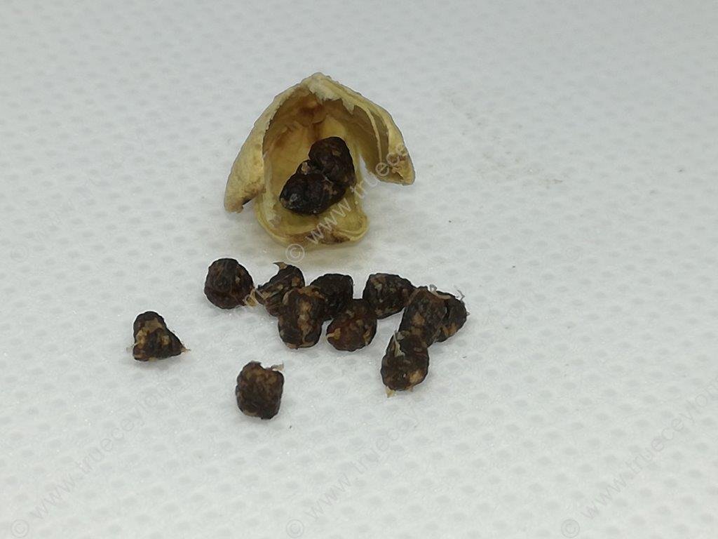 Lanka Green Cardamom - Image 4